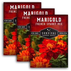 survival garden seeds – french sparky marigold seed for planting – 3 packs with instructions to plant and grow large tagetes patula flowers in your home vegetable garden – non-gmo heirloom variety