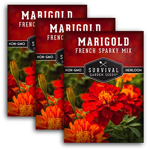 Survival Garden Seeds - French Sparky Marigold Seed for Planting - 3 Packs with Instructions to Plant and Grow Large Tagetes Patula Flowers in Your Home Vegetable Garden - Non-GMO Heirloom Variety