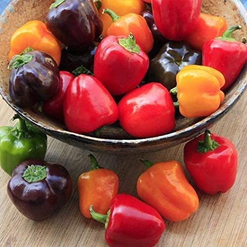 David's Garden Seeds Pepper Bell Mini Blend FBA-0008 (Multi) 25 Non-GMO, Heirloom Seeds