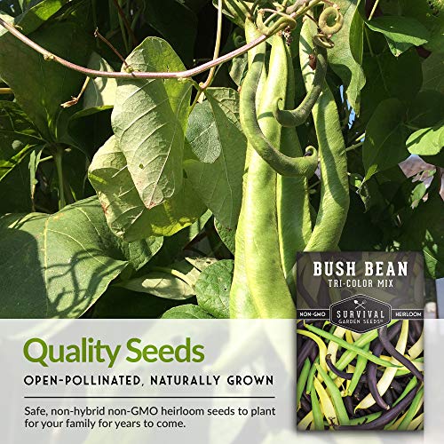 Survival Garden Seeds - Tri-Color Bean Seed for Planting - Packet with Instructions to Plant and Grow Yellow, Purple, and Green Bush Beans in Your Home Vegetable Garden - Non-GMO Heirloom Variety