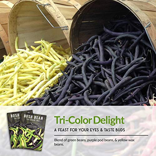 Survival Garden Seeds - Tri-Color Bean Seed for Planting - Packet with Instructions to Plant and Grow Yellow, Purple, and Green Bush Beans in Your Home Vegetable Garden - Non-GMO Heirloom Variety
