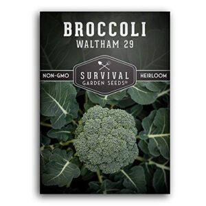 waltham 29 broccoli seed for planting – packet with instructions to plant & grow cool weather broccoli in your home vegetable garden – non-gmo heirloom variety – survival garden seeds – 1 pack