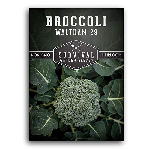 Waltham 29 Broccoli Seed for Planting - Packet with Instructions to Plant & Grow Cool Weather Broccoli in Your Home Vegetable Garden - Non-GMO Heirloom Variety - Survival Garden Seeds - 1 Pack