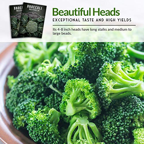 Waltham 29 Broccoli Seed for Planting - Packet with Instructions to Plant & Grow Cool Weather Broccoli in Your Home Vegetable Garden - Non-GMO Heirloom Variety - Survival Garden Seeds - 1 Pack