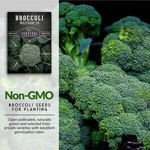 Waltham 29 Broccoli Seed for Planting - Packet with Instructions to Plant & Grow Cool Weather Broccoli in Your Home Vegetable Garden - Non-GMO Heirloom Variety - Survival Garden Seeds - 1 Pack