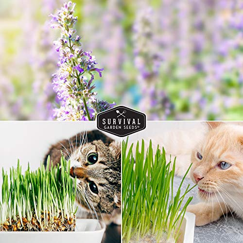 Survival Garden Seeds Cat Collection Seed Vault - Non-GMO Heirloom Seeds for Planting - Catnip and 2 Cat Grass Packets - Amazing Herbal Plants and Greens for Your Kitty's Health & Recreation