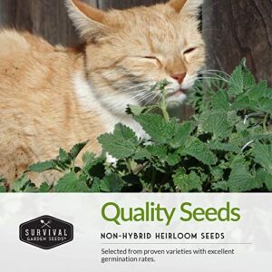 Survival Garden Seeds Cat Collection Seed Vault - Non-GMO Heirloom Seeds for Planting - Catnip and 2 Cat Grass Packets - Amazing Herbal Plants and Greens for Your Kitty's Health & Recreation