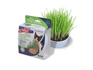 pureness oat garden kit, 1-ounce, greens