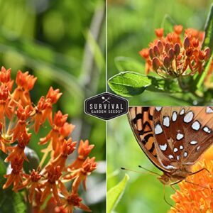 Butterfly Milkweed Seeds for Planting - 3 Packs with Instructions to Grow Asclepias Tuberosa - Attract Butterflies & Help Conservation - Non-GMO Heirloom Open-Pollinated - Survival Garden Seeds