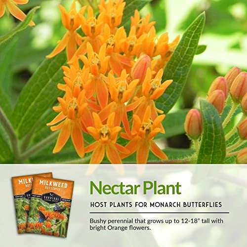 Butterfly Milkweed Seeds for Planting - 3 Packs with Instructions to Grow Asclepias Tuberosa - Attract Butterflies & Help Conservation - Non-GMO Heirloom Open-Pollinated - Survival Garden Seeds