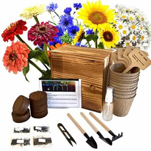 indoor daisy garden starter kit, 4 daisy flower seeds planting set with complete gardening kit & wooden box, growing into shasta daisy, cornflower, sunflower, zinnia