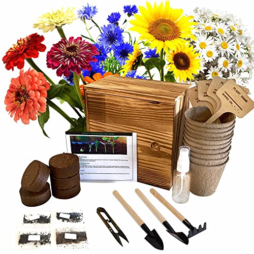 Indoor Daisy Garden Starter Kit, 4 Daisy Flower Seeds Planting Set with Complete Gardening Kit & Wooden Box, Growing into Shasta Daisy, Cornflower, Sunflower, Zinnia