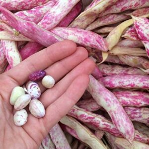 Taylor Dwarf Horticulture (Cranberry) Bush Bean Seeds, 25+ Heirloom Seeds Per Packet, Non GMO Seeds, (Isla's Garden Seeds), Botanical Name: Phaseolus vulgaris, 85% Germination Rates, Great Gift