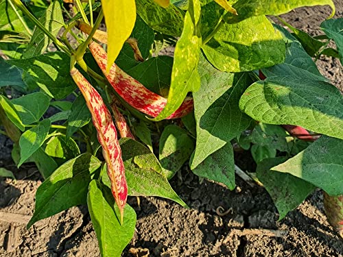 Taylor Dwarf Horticulture (Cranberry) Bush Bean Seeds, 25+ Heirloom Seeds Per Packet, Non GMO Seeds, (Isla's Garden Seeds), Botanical Name: Phaseolus vulgaris, 85% Germination Rates, Great Gift