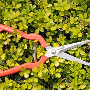 Sanung 2 PACK Multifunctional Thin Fruit Scissors, P-905 Garden Pruner Shears Cutters with Anti-Slip Grip High-Grade Spring Lock Garden Pruner for Garden Fruits Vegetables Plants Flowers