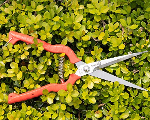 Sanung 2 PACK Multifunctional Thin Fruit Scissors, P-905 Garden Pruner Shears Cutters with Anti-Slip Grip High-Grade Spring Lock Garden Pruner for Garden Fruits Vegetables Plants Flowers