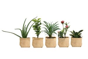 jute gardens 5 pack of i gallon biodegradable grow pot nursery pots – growing plants – plastic free – flowers vegetable planter – potting bags – jute fabric – planting – smart design pots