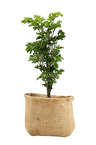 Jute Gardens 5 Pack of I Gallon Biodegradable Grow Pot Nursery Pots - Growing Plants - Plastic Free - Flowers Vegetable Planter - Potting Bags - Jute Fabric - Planting - Smart Design Pots