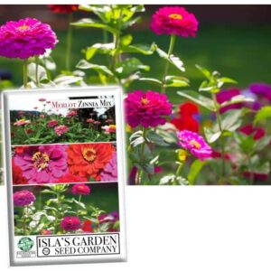 zinnia “merlot mix” flower seeds for planting, 200+ flower seeds per packet, meteor, purple prince and scarlet flame zinnias, non gmo & heirloom seeds, botanical name: zinnia elegans