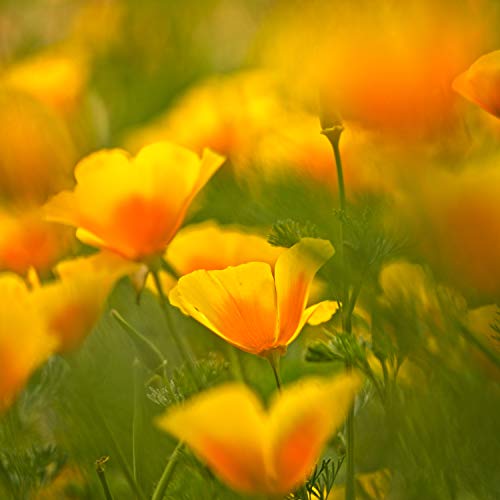 Outsidepride Eschscholzia Californica California Poppy Native Garden Wild Flower Seed - 5000 Seeds