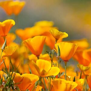 Outsidepride Eschscholzia Californica California Poppy Native Garden Wild Flower Seed - 5000 Seeds