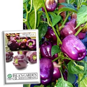 sweet lilac purple bell pepper seeds for planting, 50+ heirloom seeds per packet, (isla’s garden seeds), non gmo seeds, scientific name: capsicum annuum, great home garden gift