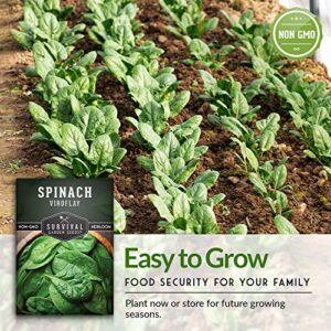 Survival Garden Seeds - Viroflay Spinach Seed for Planting - Packet with Instructions to Plant and Grow Nutritious Leafy Greens in Your Home Vegetable Garden - Non-GMO Heirloom Variety - 1 Pack