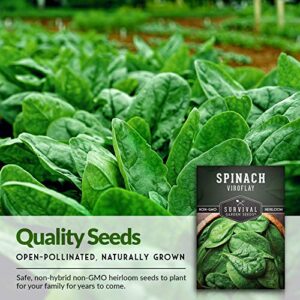 Survival Garden Seeds - Viroflay Spinach Seed for Planting - Packet with Instructions to Plant and Grow Nutritious Leafy Greens in Your Home Vegetable Garden - Non-GMO Heirloom Variety - 1 Pack