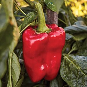 Burpee Great Stuff Sweet Pepper Seeds 40 seeds