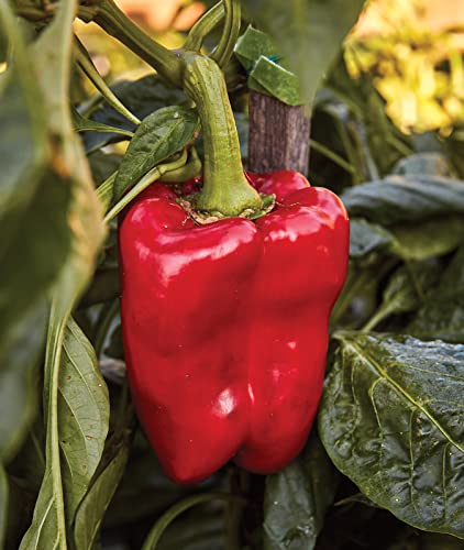 Burpee Great Stuff Sweet Pepper Seeds 40 seeds