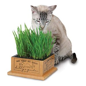 Smartcat 3844 Kitty’S Garden Edible Grass Planter 6.8 x 6.2 x 3 inches