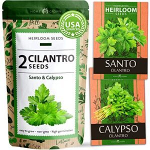 2 types of cilantro seeds – 250 calypso & 250 santo cilantro seeds for planting indoors, hydroponics or aerogarden – heirloom seeds, non-gmo, santo plant seeds – herb seeds for your indoor herb garden