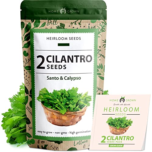 2 Types of Cilantro Seeds - 250 Calypso & 250 Santo Cilantro Seeds for Planting Indoors, Hydroponics or Aerogarden - Heirloom Seeds, Non-GMO, Santo Plant Seeds - Herb Seeds for Your Indoor Herb Garden