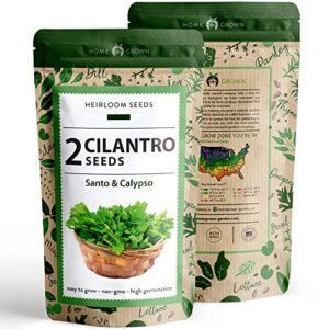 2 Types of Cilantro Seeds - 250 Calypso & 250 Santo Cilantro Seeds for Planting Indoors, Hydroponics or Aerogarden - Heirloom Seeds, Non-GMO, Santo Plant Seeds - Herb Seeds for Your Indoor Herb Garden