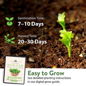 2 Types of Cilantro Seeds - 250 Calypso & 250 Santo Cilantro Seeds for Planting Indoors, Hydroponics or Aerogarden - Heirloom Seeds, Non-GMO, Santo Plant Seeds - Herb Seeds for Your Indoor Herb Garden
