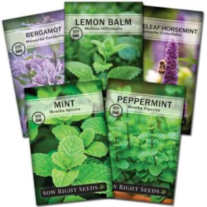 sow right seeds – mint garden seed collection – peppermint, mint, bergamot, horsemint, and lemon balm – non-gmo heirloom seeds with instructions for planting indoors or outdoors – great gardening gift
