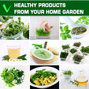 12 Heirloom Culinary and Medicinal Herb Seeds for Planting - Non GMO, and USA Grown - Variety Pack for Indoor, Outdoor and Hydroponic Garden - Сhives, Cilantro, Dill, Italian Parsley, Basil, and More