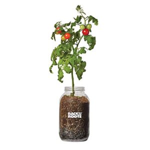 back to the roots cherry tomato organic windowsill planter kit – grows year round, includes everything needed for planting