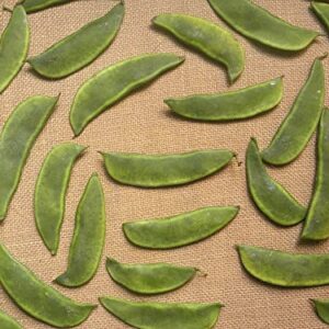 Jackson Wonder Lima Bush Bean Seeds for Planting, 50+ Heirloom Seeds Per Packet, (Isla's Garden Seeds), Non GMO Seeds, Botanical Name: Phaseolus lunatus, Great Home Garden Gift