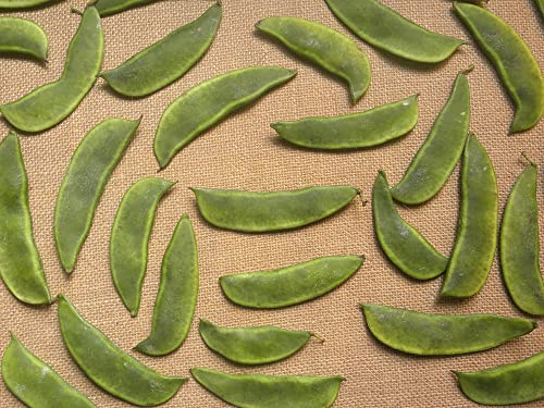 Jackson Wonder Lima Bush Bean Seeds for Planting, 50+ Heirloom Seeds Per Packet, (Isla's Garden Seeds), Non GMO Seeds, Botanical Name: Phaseolus lunatus, Great Home Garden Gift