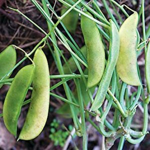 Jackson Wonder Lima Bush Bean Seeds for Planting, 50+ Heirloom Seeds Per Packet, (Isla's Garden Seeds), Non GMO Seeds, Botanical Name: Phaseolus lunatus, Great Home Garden Gift