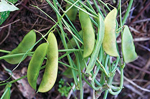 Jackson Wonder Lima Bush Bean Seeds for Planting, 50+ Heirloom Seeds Per Packet, (Isla's Garden Seeds), Non GMO Seeds, Botanical Name: Phaseolus lunatus, Great Home Garden Gift