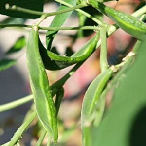 Jackson Wonder Lima Bush Bean Seeds for Planting, 50+ Heirloom Seeds Per Packet, (Isla's Garden Seeds), Non GMO Seeds, Botanical Name: Phaseolus lunatus, Great Home Garden Gift