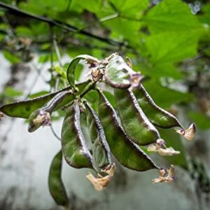 Jackson Wonder Lima Bush Bean Seeds for Planting, 50+ Heirloom Seeds Per Packet, (Isla's Garden Seeds), Non GMO Seeds, Botanical Name: Phaseolus lunatus, Great Home Garden Gift