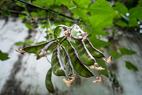 Jackson Wonder Lima Bush Bean Seeds for Planting, 50+ Heirloom Seeds Per Packet, (Isla's Garden Seeds), Non GMO Seeds, Botanical Name: Phaseolus lunatus, Great Home Garden Gift