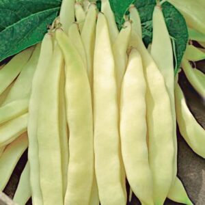 Introduction Price!Bush Bean Seeds for Planting Vegetables and Fruits-Purple,Yellow & Green Bean Seeds,No Trellis Needed.Non GMO Garden Seeds for Home Vegetable Garden(40-45 Veggie Seeds Capitano Bean
