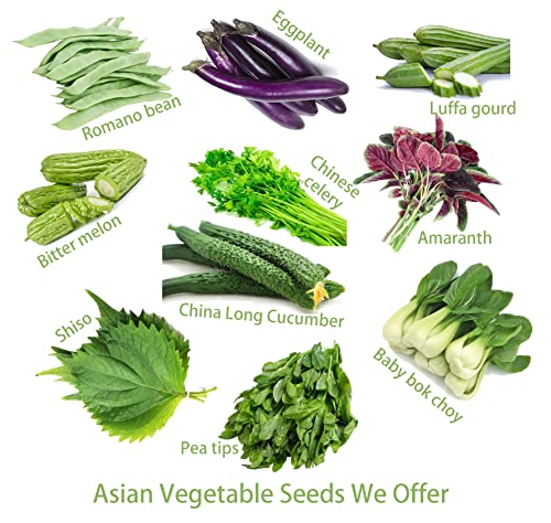 Introduction Price!Bush Bean Seeds for Planting Vegetables and Fruits-Purple,Yellow & Green Bean Seeds,No Trellis Needed.Non GMO Garden Seeds for Home Vegetable Garden(40-45 Veggie Seeds Capitano Bean