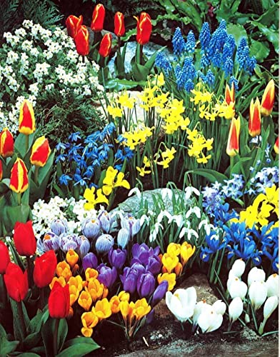 Complete Spring Flower Garden | 50 Fresh Bulbs | Bloom All Spring and Summer, Easy to Grow Flower Bulb, Indoor/Outdoor - Ships from Iowa, USA