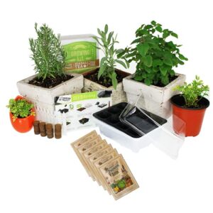 Medicinal & Herbal Tea Indoor Herb Garden Starter Kit - Basic Herb Seeds for Planting - 6 Non-GMO Varieties - Seeds Include Hot Pepper, Yarrow, Echinacea, Calendula, Chamomile, and Lavender