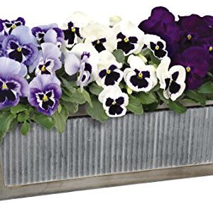 Classic Home and Garden Wood Window Box - Galvanized Accent